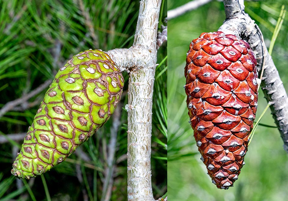 Jeunes pommes de pin de Pinus halepensis