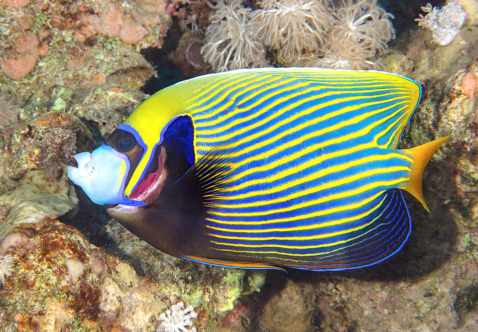 Pomacanthus imperator come principalmente esponjas, ascidias y diversos organismos bentónicos, incluso algas, que corta con sus dientes aserrados.