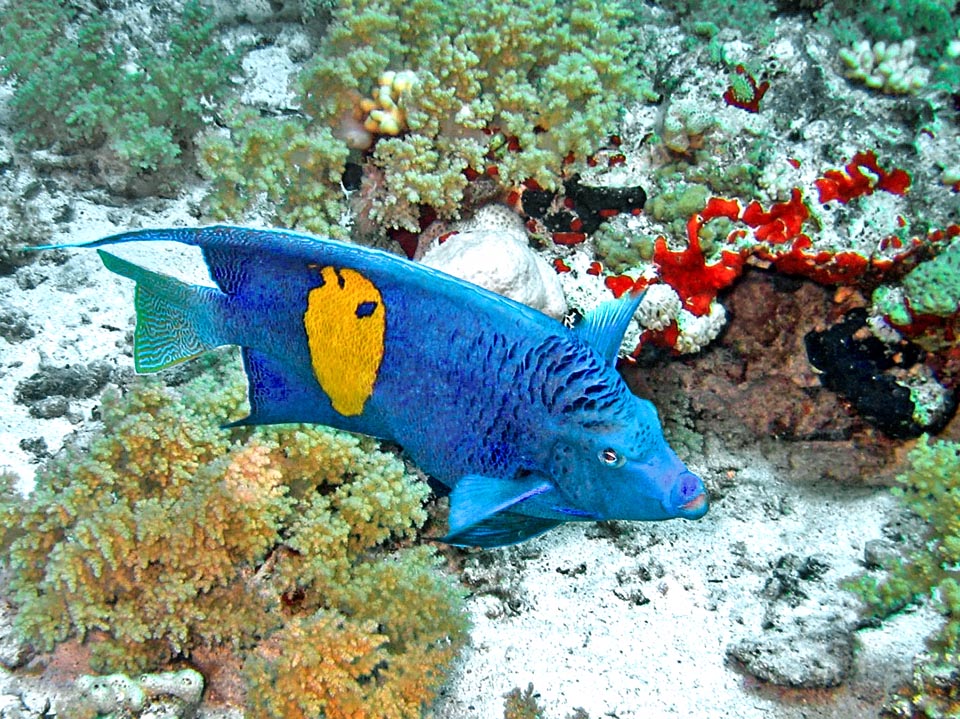 Pomacanthus maculosus mainly eats sponges and ascidia, without forgetting the weeds and the film of diatoms and of cyanobacteria covering the seabed.