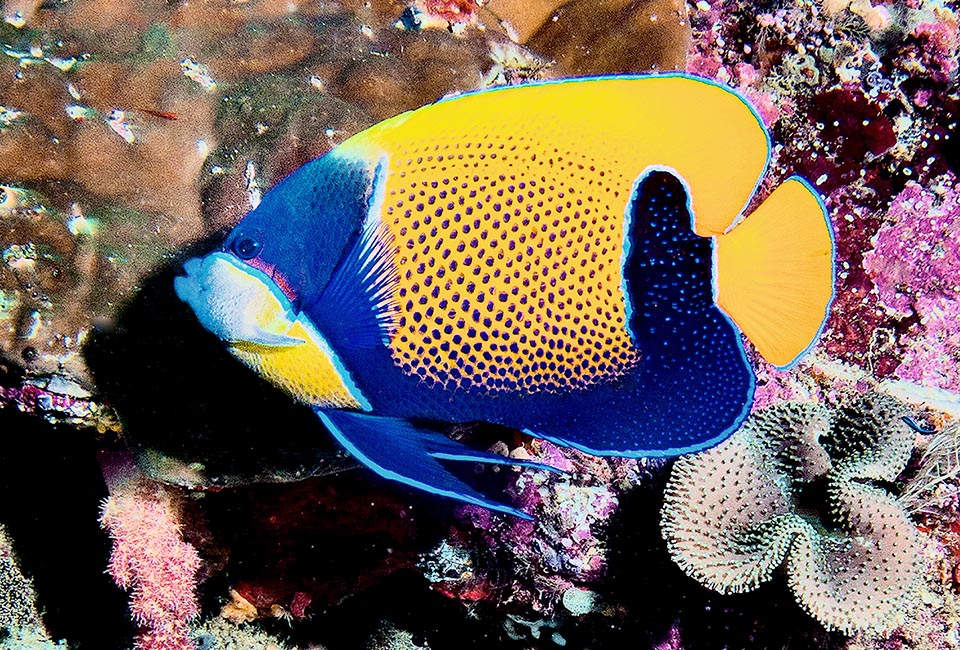 Pomacanthus navarchus eats vegetables and invertebrates, mainly sponges and ascidians, it nibbles with its robust lips and the numerous brushy teeth