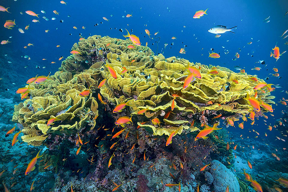 Pseudanthias squamipinnis