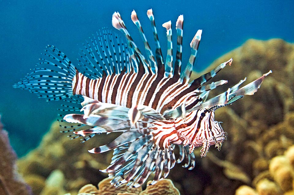 Pterois volitans chasse surtout au crépuscule et la nuit et passe le jour dans un repaire.