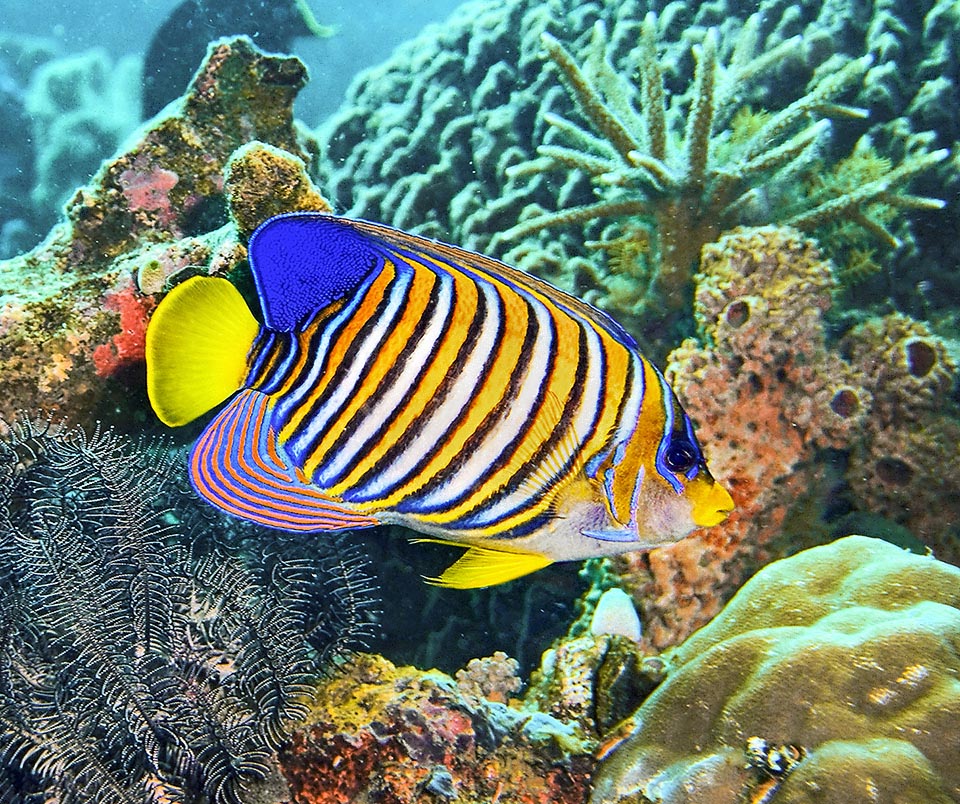 Pygoplites diacanthus raggiunge i 25 cm e la vistosa livrea è mimetica.