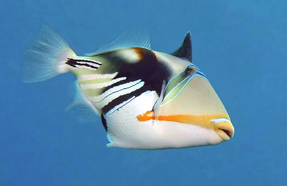 If not enough, it spreads, assuming the profile of a trigger, also the first dorsal fin with the spiny ray, pointed and sharp as a dagger. Once blocked vertically, it remains as such even if the fish passes away. A certainly not appreciated courtesy by the stomach of the predators who in future will try to avoid these fishes