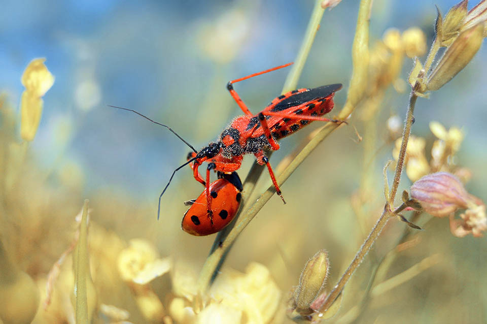 La povera Coccinella, utile divoratrice d’afidi, non ha sorte migliore: protetta sul dorso da robuste elitre, viene capovolta e infilzata nel ventre 