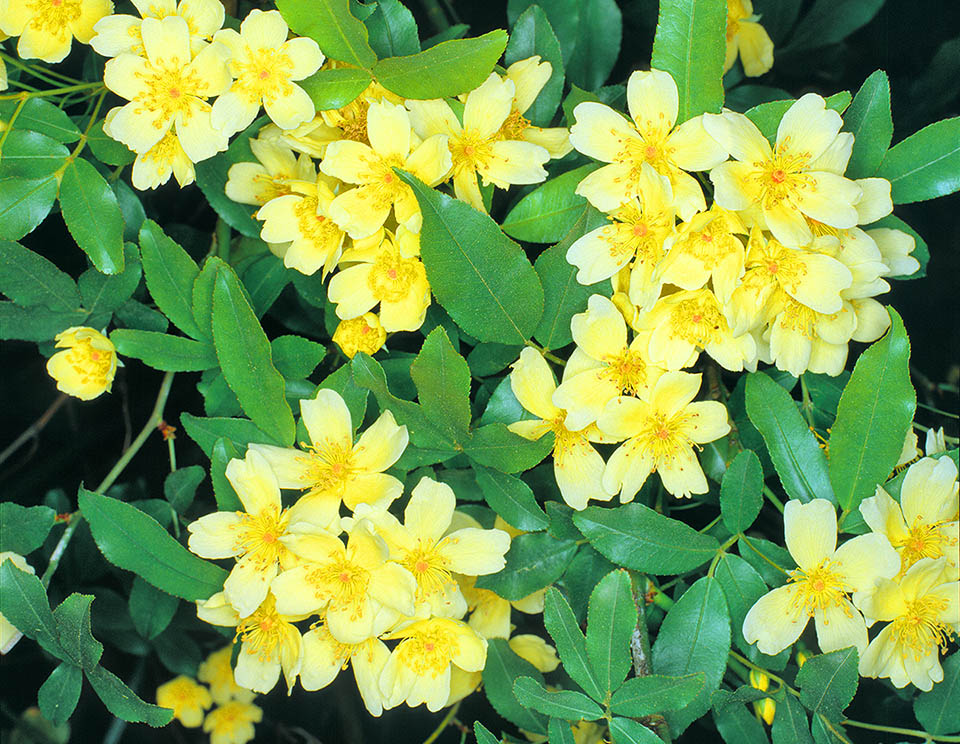 Rosa banksiae f. lutescens has simple flowers, more or less lightly scented.