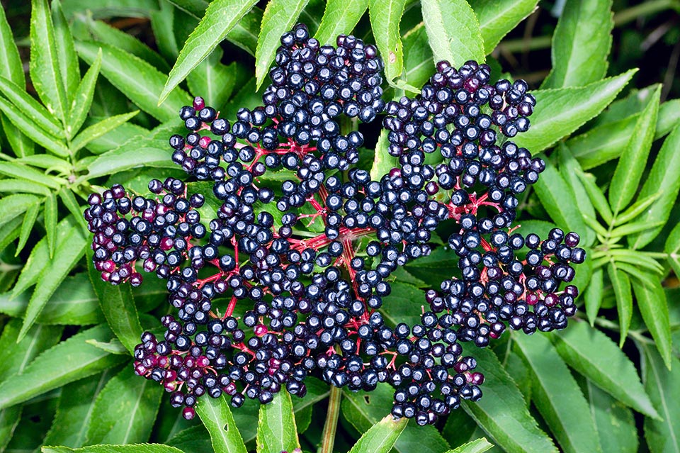 Sambucus ebulus, sureau yèble