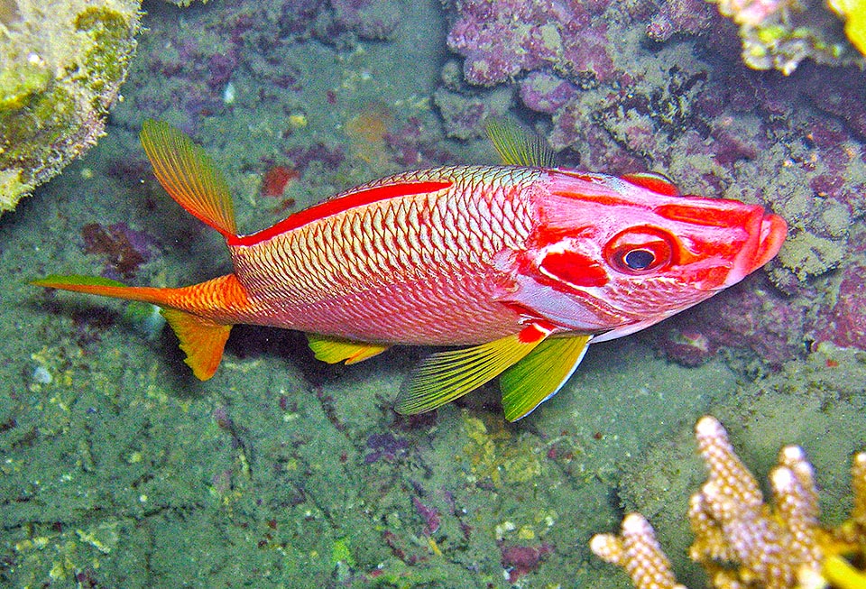 Sargocentron spiniferum, Holocentridae, Spiny squirrel fish