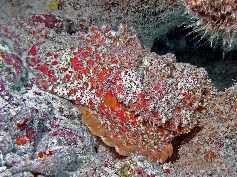 Synanceia verrucosa lives in the tropical Indo-Pacific up to 30 m of depth, but is usually found in shallower waters, also covered by weeds in the cliff pools.