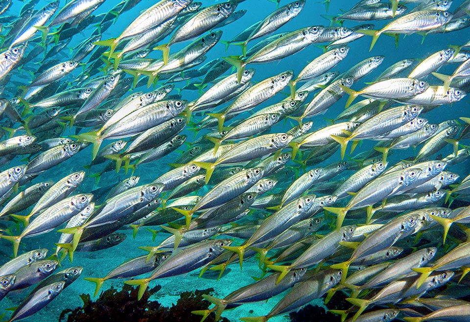 Trachurus trachurus come plancton, pero también asola los bancos de jóvenes sardinas, anchoas y cefalópodos, que atrapa con su boca protráctil llena de dientecillos, incluso en la lengua.