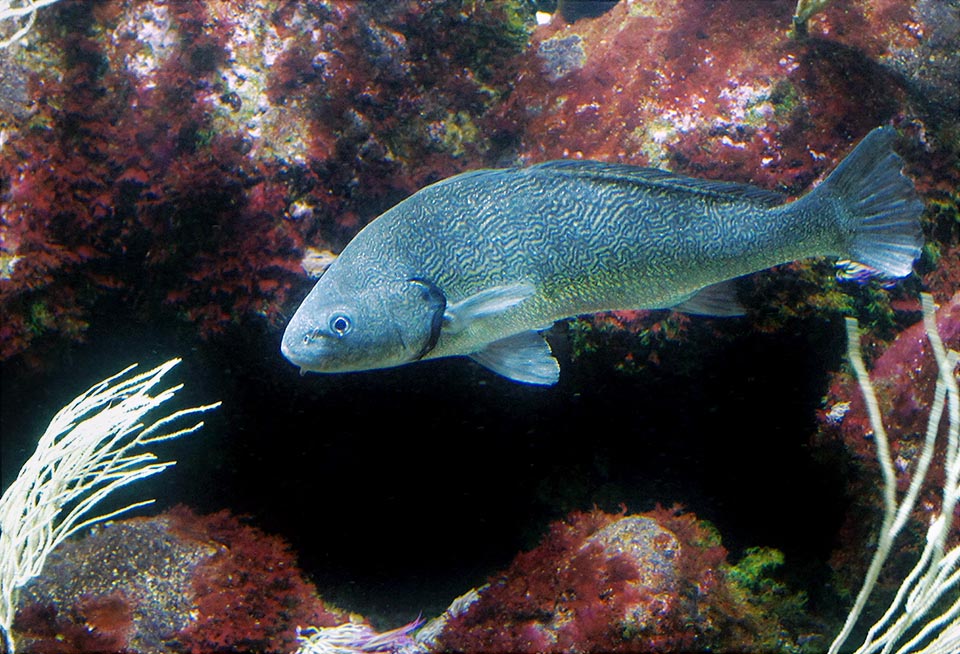 Umbrina cirrosa può scendere fino a 100 m di profondità ma per lo più è sedentaria lungo le coste sui bassi fondali sabbiosi, ghiaiosi o con scogli, e non disdegna l’acqua salmastra delle foci.