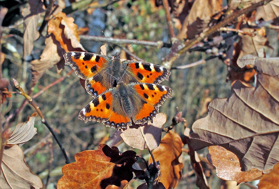 Aglais urticae, Nymphalidae, Mariposa de la ortiga, Ortiguera