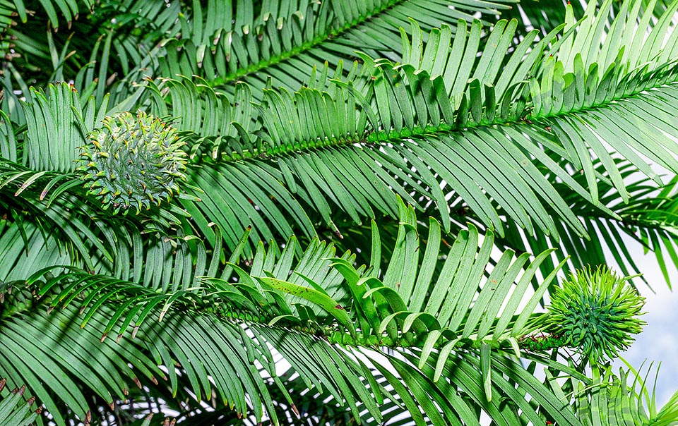 Wollemia nobilis, Araucariaceae