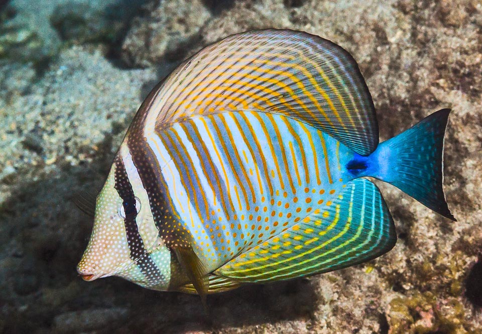 Los colores de Zebrasoma desjardinii son marcadamente cambiantes, según el entorno y el estado de ánimo del pez, con bandas verticales oscuras. La primera, que enmascara el ojo, es la más fuerte y tras la siguiente, junto a los puntos claros, se aprecian las típicas franjas verticales de color amarillo anaranjado, más marcadas que las otras franjas, que se transforman en puntos en la parte inferior de la cuerpo.