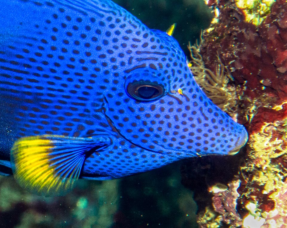 Zebrasoma xanthurum vit en Mer Rouge et en divers endroits de l'Océan Indien, s'alimentant principalement d'algues filamenteuses poussant sur les rochers et les coraux.