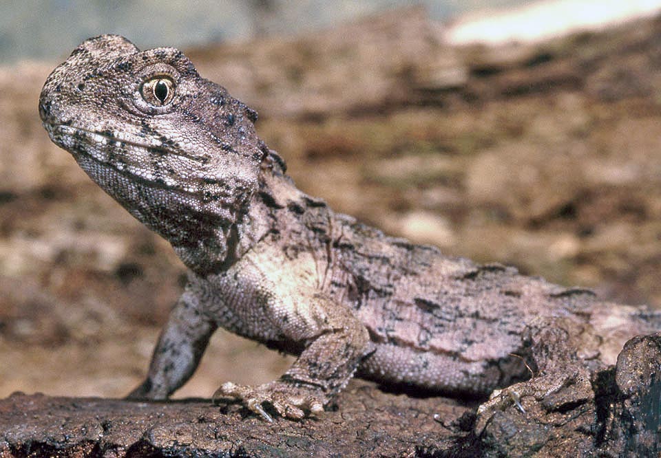 Sphenodon punctatus, Sphenodontidae, tuatara