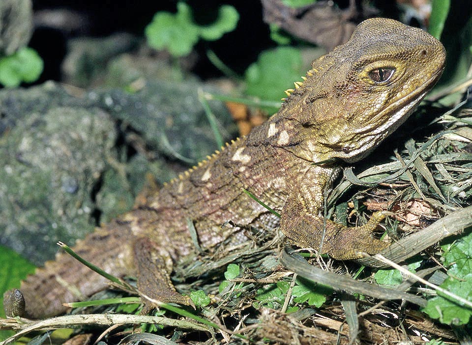 Sphenodon punctatus, Sphenodontidae, tuatara