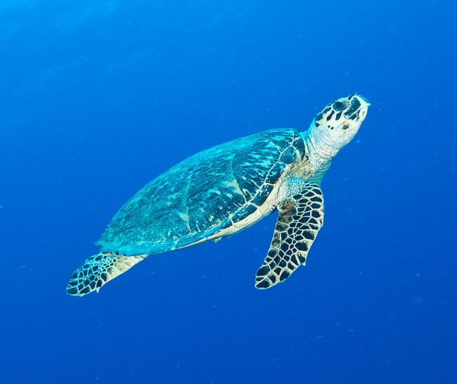 About one metre long per more than 130 kg. The herbivorous diet, based on buds, contributes in the colour of the animal body fat, and from this arises the vulgar name of green turtle © Gianni Neto