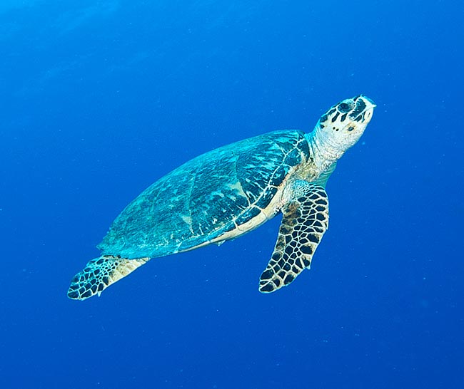 Chelonia mydas, Cheloniidae, Tartaruga verde Chelonia mydas, Cheloniidae, Tartaruga verde