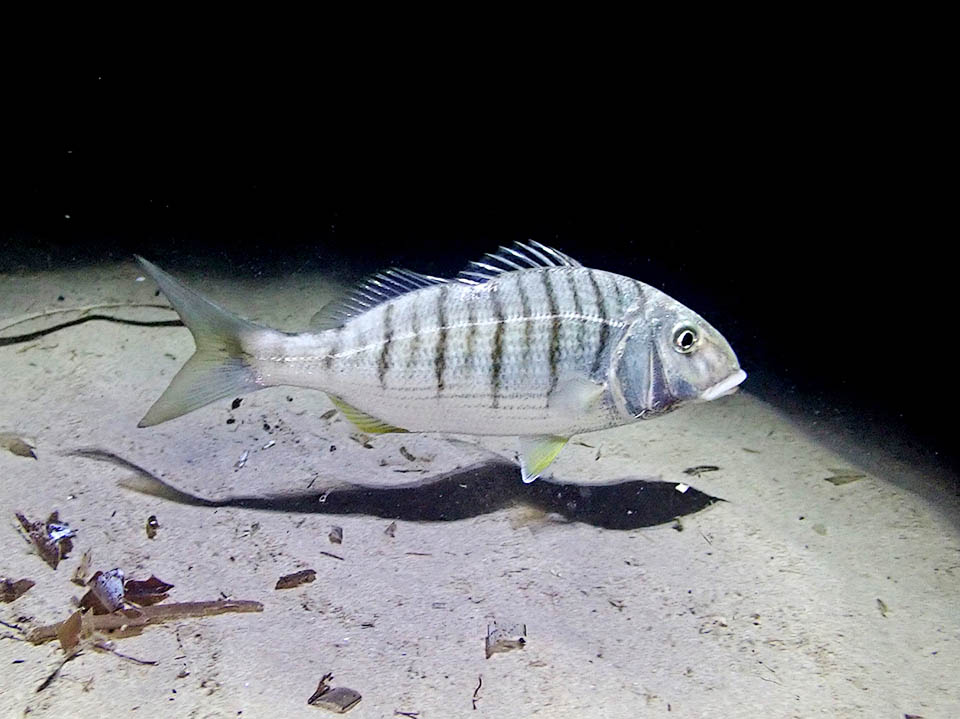 Lithognathus mormyrus, Marmora, Mormora Presente nell’Atlantico orientale, dalla Francia al Sudafrica, e poi in Mozambico, Mar Rosso e Mediterraneo, Lithognathus mormyrus caccia spesso sui fondali sabbiosi fra 10 e 20 m di profondità.