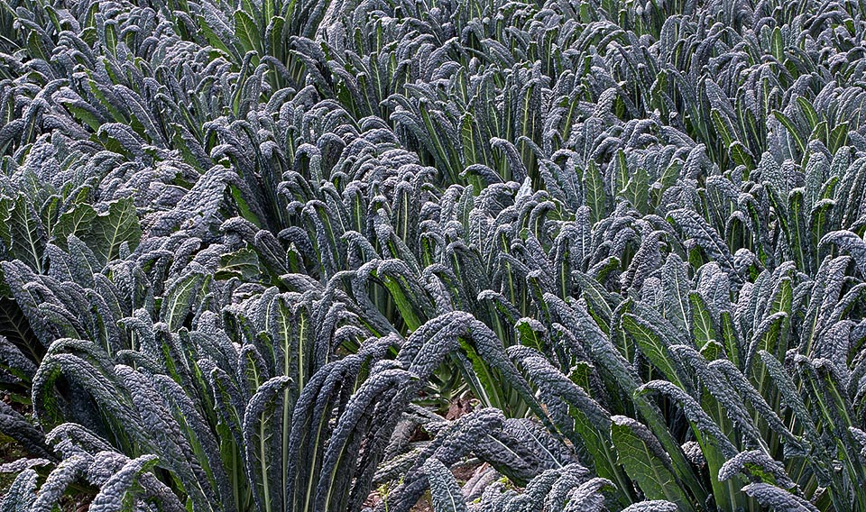 Sempre alla Brassica oleracea var. acephala, i cavoli da foglia, appartiene il cavolo nero, tipico della cucina toscana © Giuseppe Mazza