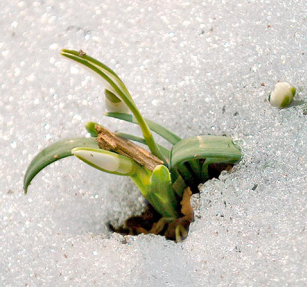 La spathe en forme de gaine recouvre les fleurs et les protège pendant qu'elles pénètrent dans le sol ou dans la neige © Giorgio Venturini