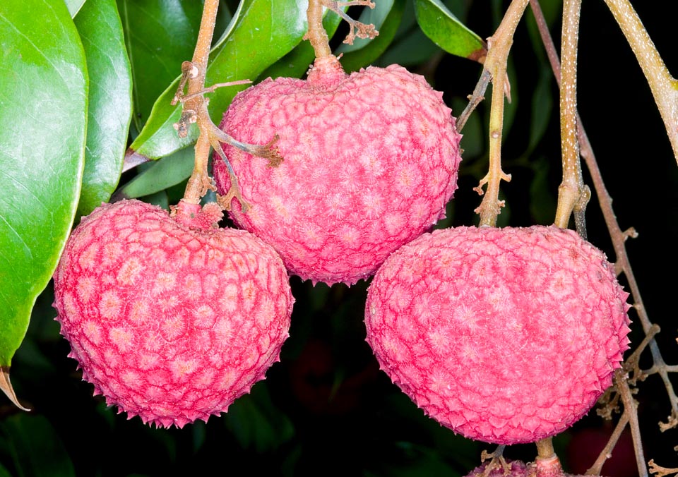 Variété 'Kaimana'. La partie comestible, appelée arille, est une pulpe blanchâtre, translucide et juteuse, à la saveur sucrée et délicate © Giuseppe Mazza