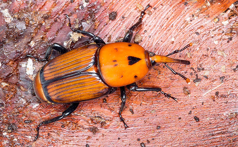 Ce palmier est aujourd'hui sérieusement menacé par un coléoptère, le Rhyncophorus ferrugineus qui attaque aussi d'autres Phoenix mais qui a une prédilection pour le canariensis. Difficile d'établir un diagnostic précoce et quand le parasite s'est installé dans la plante il n'existe malheureusement aucun traitement véritablement efficace © Giuseppe Mazza