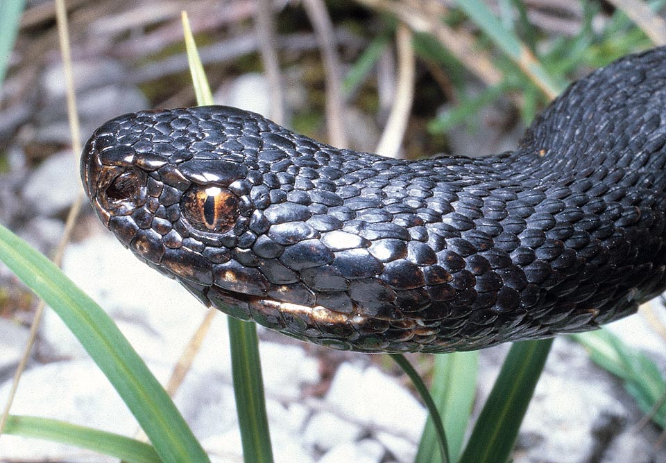 En algunas poblaciones un discreto porcentaje de ejemplares es melánico, muy oscuro o negro. La víbora europea caza en ambientes húmedos, a menudo alejados de los canchales donde se solea. Las presas son micromamíferos y saurios, cazados al acecho, o anfibios que busca activa entre la vegetación, bajo piedras y troncos caídos © Giuseppe Mazza