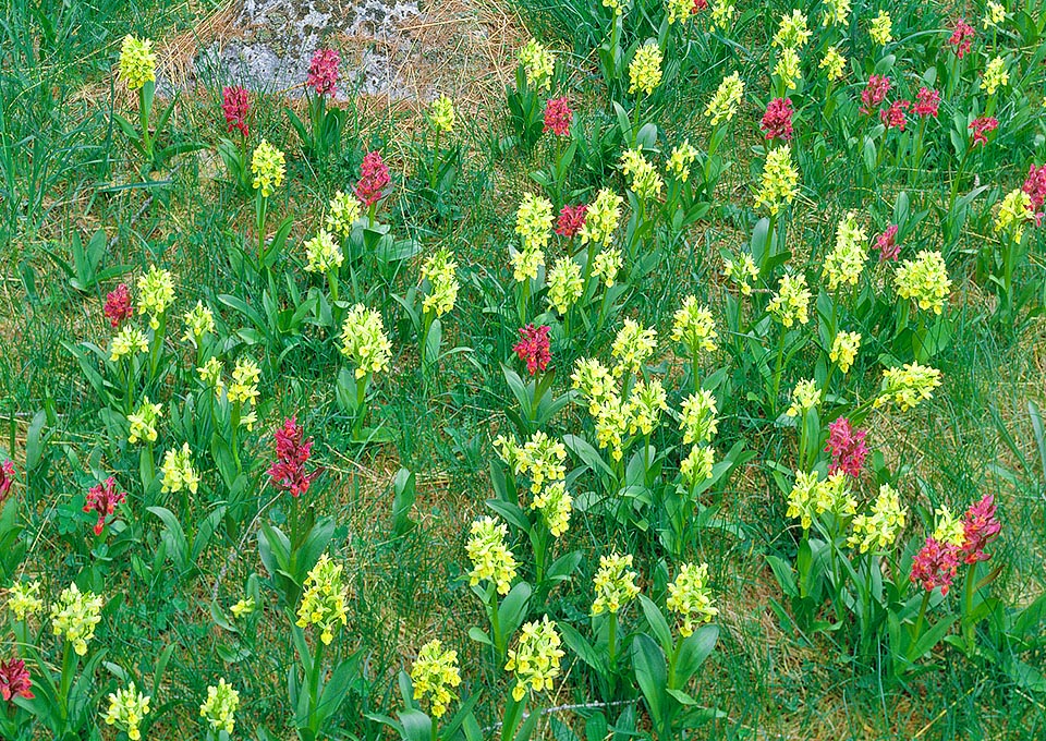 Pour augmenter les chances de tromperie Dactylorhiza sambucina dépense des trésors d'imagination en mélangeant les formes rouges et jaunes. Beaucoup de jeunes bourdons se trompent donc de 