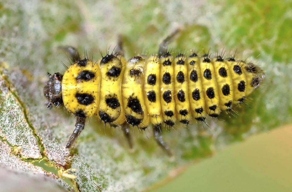 Psyllobora vigintiduopunctata, Coccinellidae, Coccinella gialla