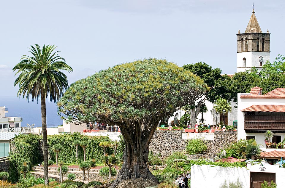 Ejemplar milenario en Icod de los Vinos en Tenerife. Diversas partes de la planta contienen compuestos bioactivos de posible interés para la farmacopea oficial © G. Mazza