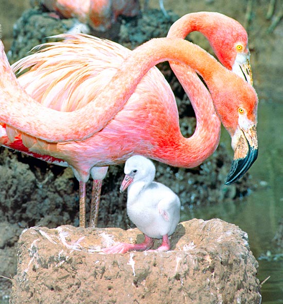Phoenicopterus ruber, American flamingo, Phoenicopteridae