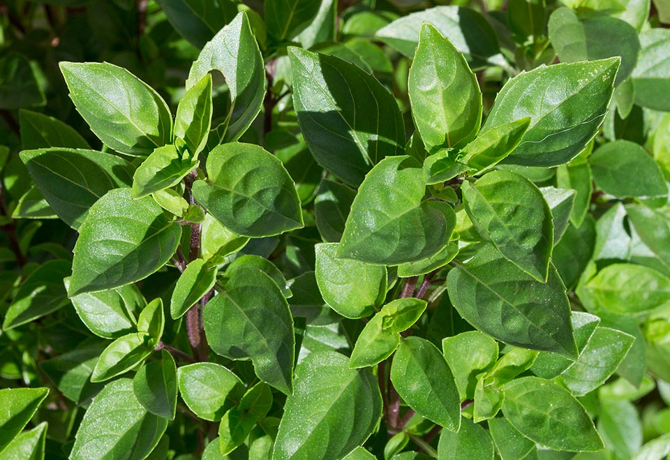 The 'Columnaris', rigid and bushy, can be 60 cm tall. Seen its origin the basil suffers from cold and when the lowest get down under 10 °C the plant dies © Giuseppe Mazza