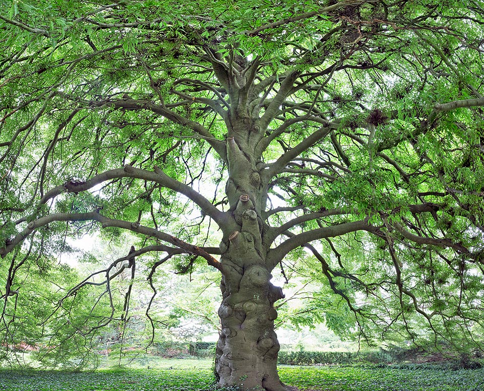 Non è un albero molto longevo. Qui un venerabile esemplare della cultivar ‘Asplenifolia’ che orna, dal 1818, il giardino dell’università di Leiden in Olanda © Giuseppe Mazza