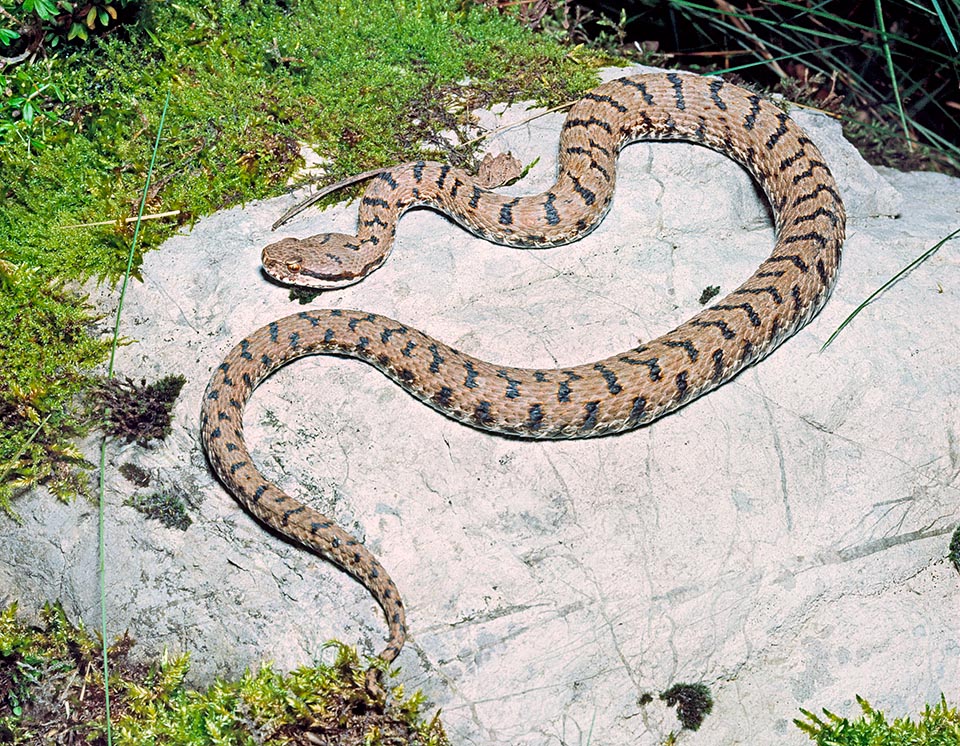 Preda micromammiferi, sauri, anfibi ed uccelli. I piccoli, se non trovano giovani lucertole, possono anche nutrirsi d’invertebrati © Giuseppe Mazza