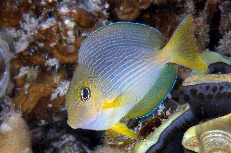 A juvenile with still roundish body, already displaying an outline of the adult livery and the typical blade of all the Acanthurus on its caudal peduncle 