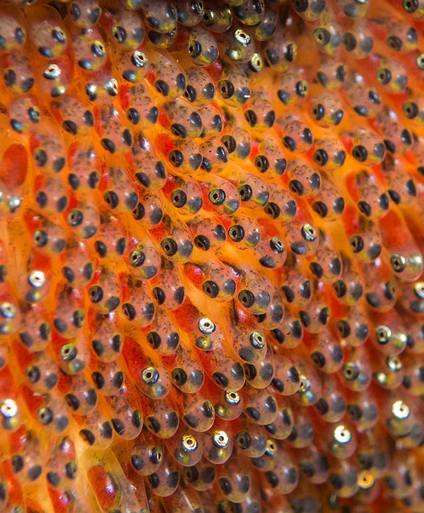 Eggs with growing embryos. The male keeps the watch ventilating them until hatching 