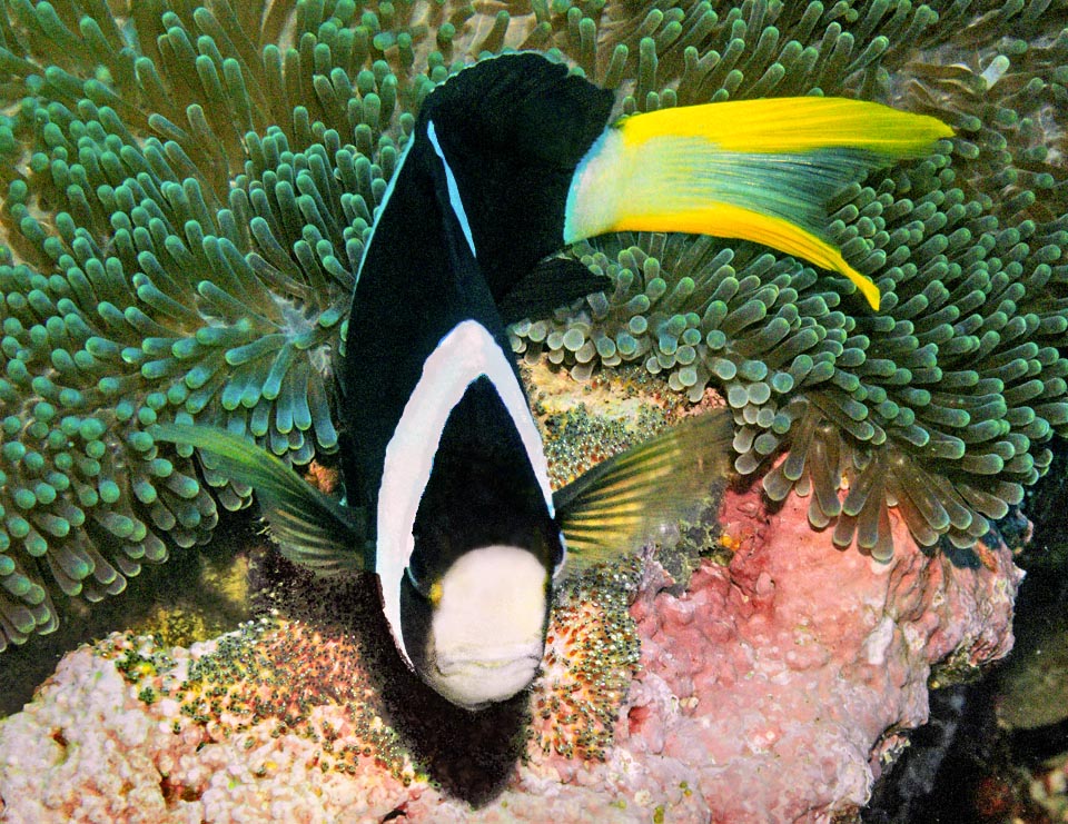 The eggs are glued to the feet of the anemone. The male fecundates and surveys them, aerating them with the fins until they hatch 