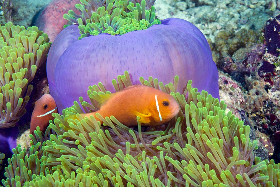 Heteractis magnifica blue in the opening. Growing it may host several Maldive anemonefish. The biggest is an alpha female that besides partner may accept various males 