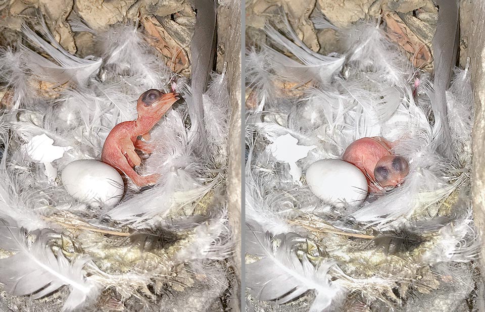 Apus pallidus, Apodidae, Pallid swift, newborn