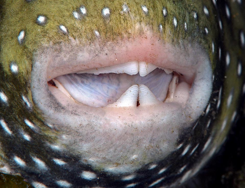 As the family name states, it has only 4 teeth, two solid plates per jaw, that it uses for breaking, like a nutcracker, shells and carapaces 