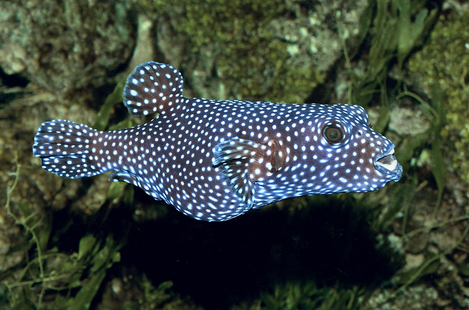 In fact, like all Tetraodontidae, it holds 4 teeth, two sturdy plates per jaw for crushing shells and carapaces or of extracting from their recesses the unwilling polyps