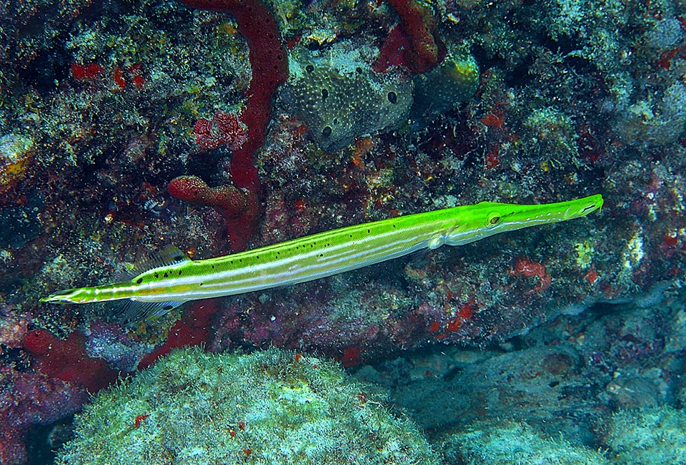 It swims in relatively shallow waters up to about 25 m of depth adapting to the colour of the seabed to catch unaware fishes and crustaceans