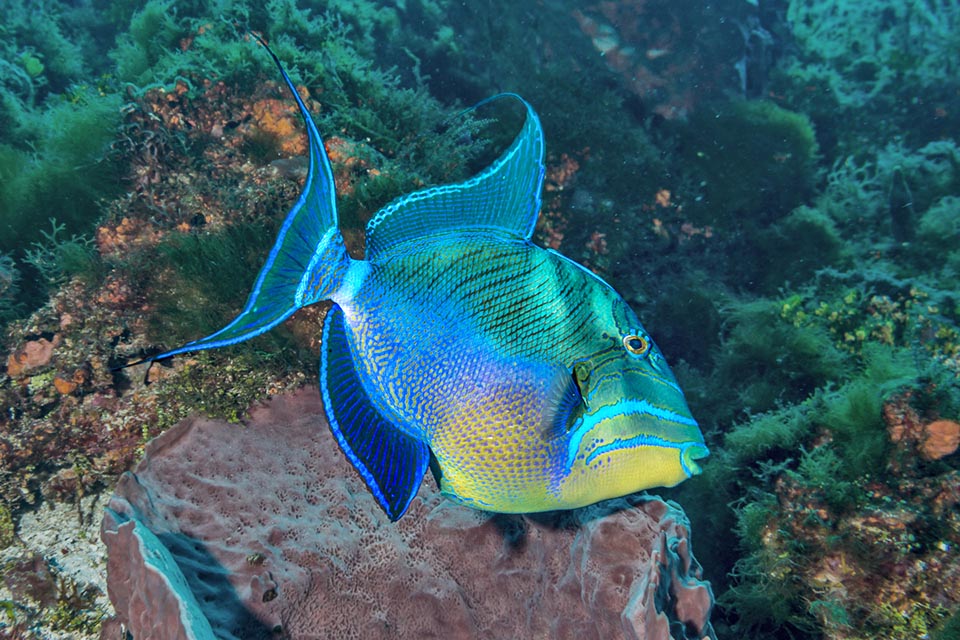 The second dorsal fin, symmetric and similar to the anal, has an often accentuated prolongation as happens in the upper lobe of the caudal one