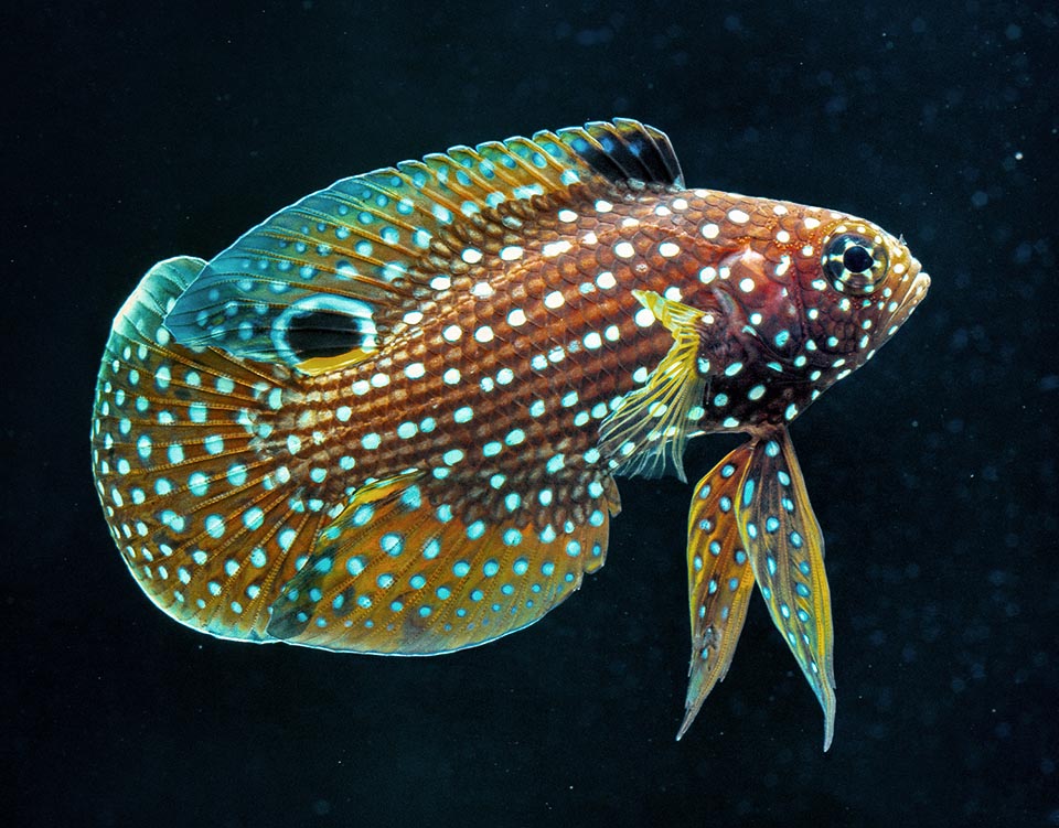 Bello, facile da alimentare e riprodurre, è talora allevato e venduto per gli acquari domestici col nome di Betta splendens marino per una certa somiglianza nelle pinne