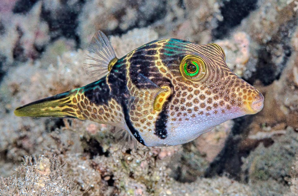 Es una especie territorial, con machos que poseen un harén y asignan a cada hembra un área de su pequeño reino 