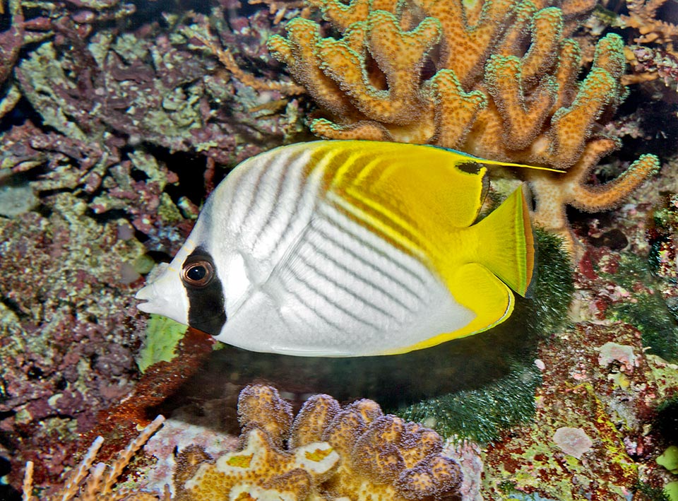 El color de la librea rompe el perfil del pez, y las líneas paralelas sobre un fondo blanco, que se tocan formando un ángulo de 90°, imitan el claroscuro de los arrecifes 