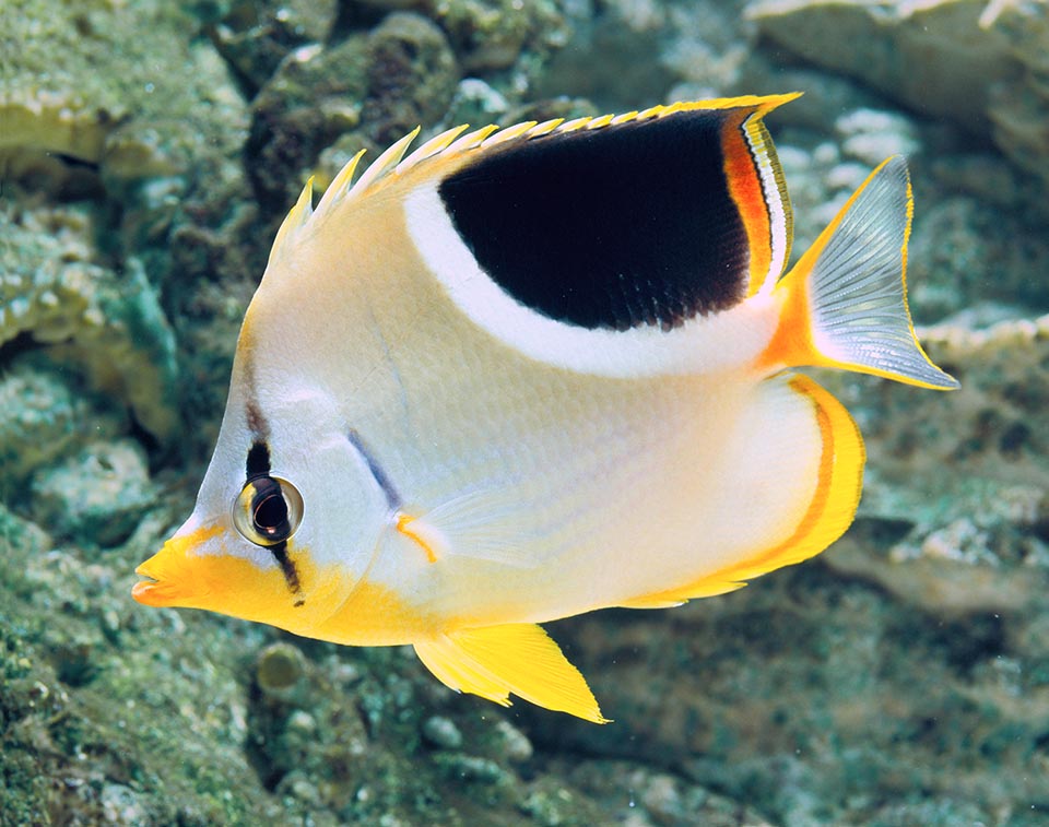The roundish subadults have a shorter snout, attenuated lateral bands and do not have the showy extension of the dorsal fin 
