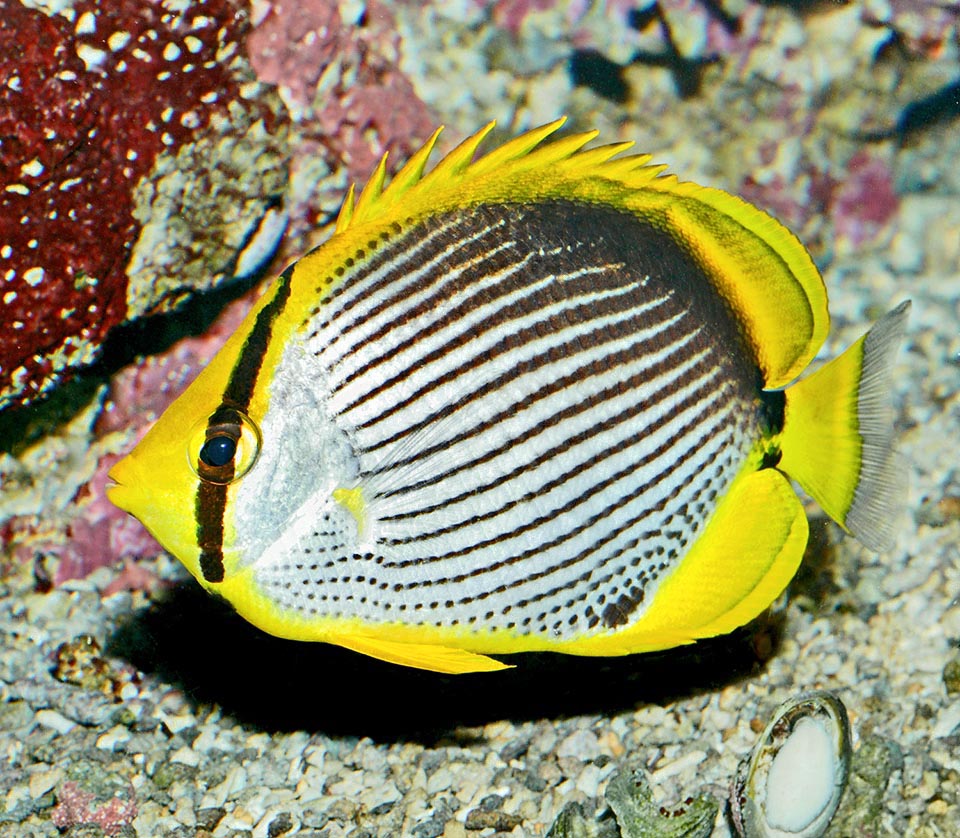 If restless or in case of danger, it raises the dorsal spine to show its only weak defense, the spiny rays, and to appear in the same time bigger to the eye of the predators 